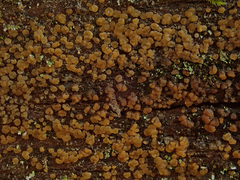 Dacrymyces enatus
