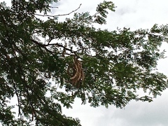 Mimosoideae