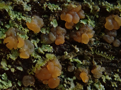 Dacrymyces enatus