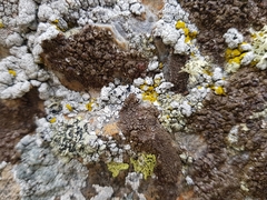 Protoparmelia montagnei