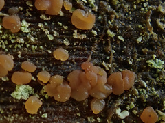 Dacrymyces enatus