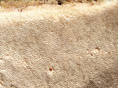 Antrodia heteromorpha