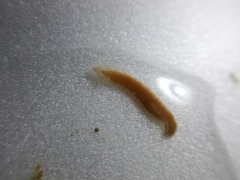 Girardia tigrina