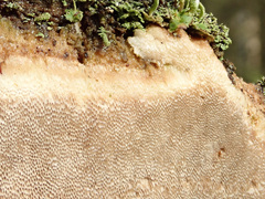 Antrodia heteromorpha