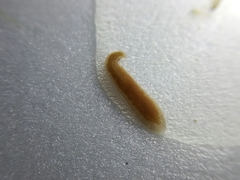 Girardia tigrina
