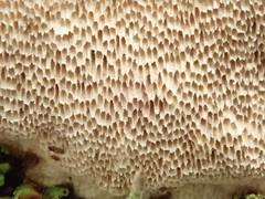 Antrodia heteromorpha