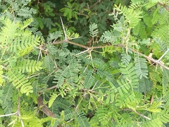 Mimosoideae