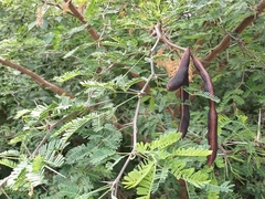 Mimosoideae