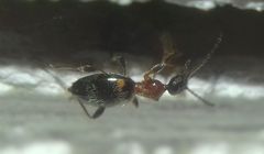 Anthelephila pedestris