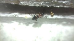 Anthelephila pedestris