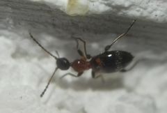 Anthelephila pedestris