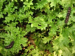 Longitarsus jacobaeae