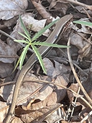 Plestiodon anthracinus