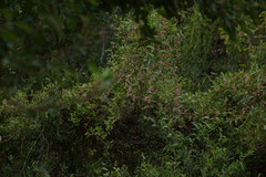 Muehlenbeckia sagittifolia