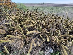 Bergerocactus emoryi