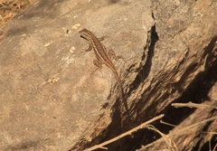 Sceloporus edbelli