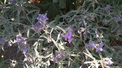 Solanum elaeagnifolium