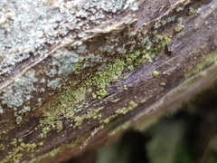 Chaenotheca furfuracea