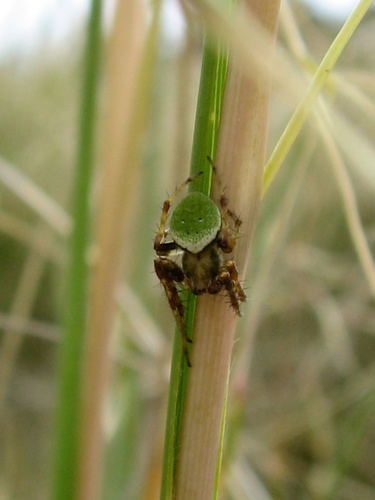 Green Orbweb Spider photo 4