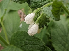 Symphytum orientale