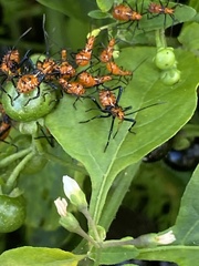 Leptoglossus gonagra