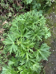 Delphinium trolliifolium