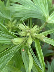 Delphinium trolliifolium