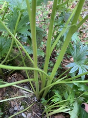 Delphinium trolliifolium