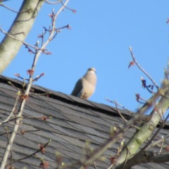 Zenaida macroura carolinensis
