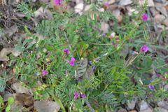 Vicia sativa nigra