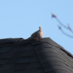 Zenaida macroura carolinensis