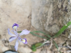 Iris speculatrix
