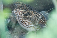 Coturnix japonica