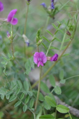 Vicia sativa nigra