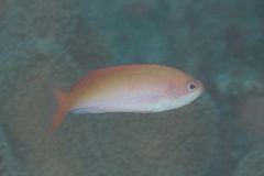 Pseudanthias cooperi