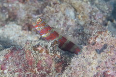 Amblyeleotris wheeleri