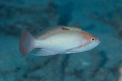 Pseudanthias hypselosoma