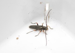 Phytoecia geniculata