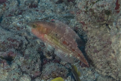 Oxycheilinus bimaculatus