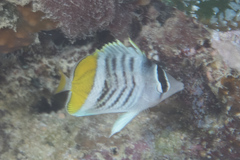 Chaetodon mertensii