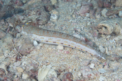 Parapercis clathrata