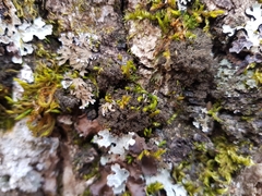 Ricasolia amplissima