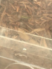 Aleyrodes proletella