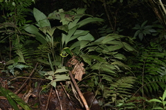 Oxybelis brevirostris