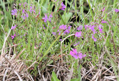 Lythrum californicum