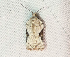 Acleris subnivana