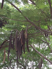 Delonix regia