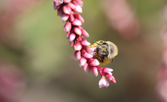 Colletinae