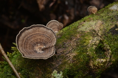 Trametes menziesii