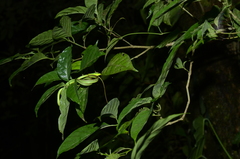 Oxybelis brevirostris